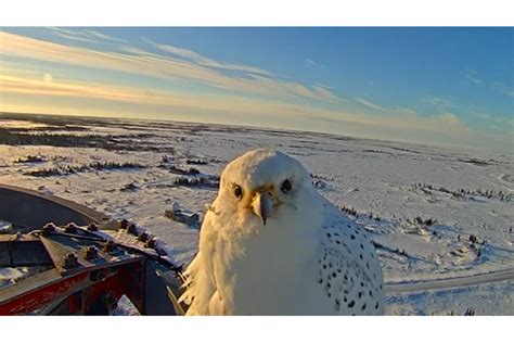 Cameras captures rare gyrfalcon, the largest falcon in the world, in ...
