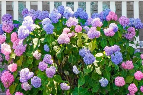 The Magic Of Multicolor Hydrangeas: A - jstbcuzicn