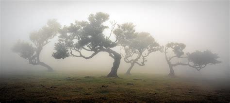 Fog Forest Fanal (Madeira / Portugal), Portugal