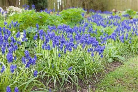 How and When to Transplant Grape Hyacinths | Gardener’s Path