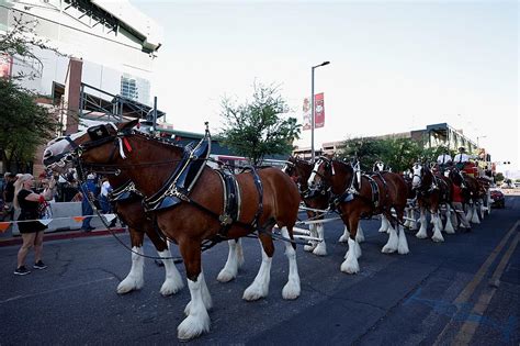 Your Chance to 'Meet' Legendary Budweiser Clydesdale in Burton