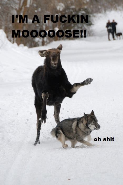 10 best Moose Memes images on Pinterest | Christmas ideas, Funny moose ...