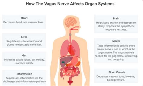 Vagus Nerve Balance for Your PTSD, Trauma and Chronic Pain Symptoms ...