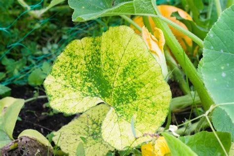 How to Identify and Treat 5 Pumpkin Diseases - Minneopa Orchards