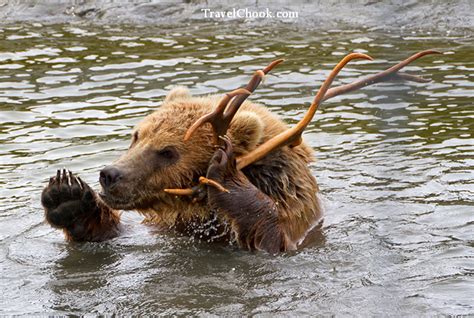 Grizzly bear cub playing – Alaska