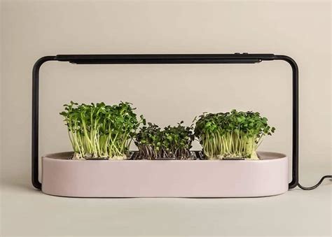 The Best Microgreens Kit: 6 Affordable Options to Try - Brightly