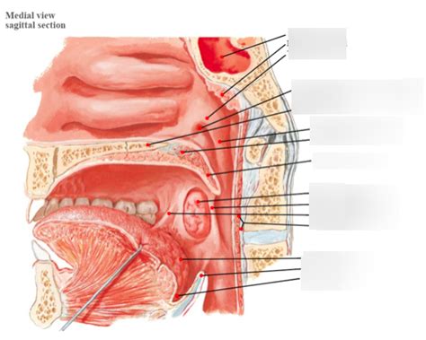 Surface Anatomy of the Nasopharynx & Oropharynx Diagram | Quizlet