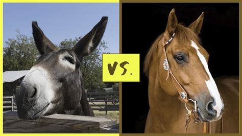 Difference Between Riding a Mule and a Horse - YardPals