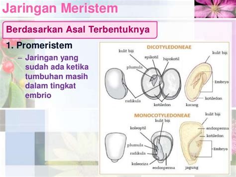 Struktur & Jaringan Pada Tumbuhan (Jaringan Meristem)