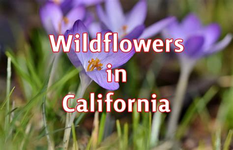 54 Wildflowers in California (Pictures and Identification)