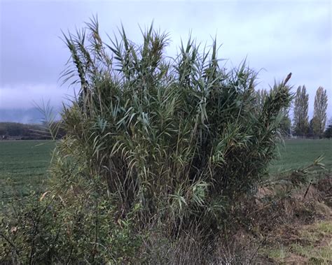 Giant Reed (Arundo donax) - Tualatin Soil and Water Conservation District