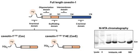 Schematic representation of domain organization of caveolin-1 and... | Download Scientific Diagram