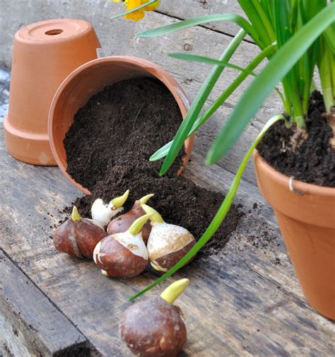 When to Plant Tulips And How to Take Good Care of Them - Gardenerdy
