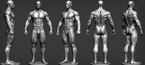 ArtStation - Male Anatomy Study, Andres Zambrano | Referência anatomia, Exercicios de anatomia ...