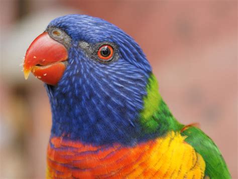 rainbow lorikeet - too cute for my feathers by scratzilla on deviantART