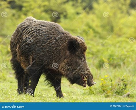 Wild boar with tusks stock image. Image of hunt, chap - 20670941