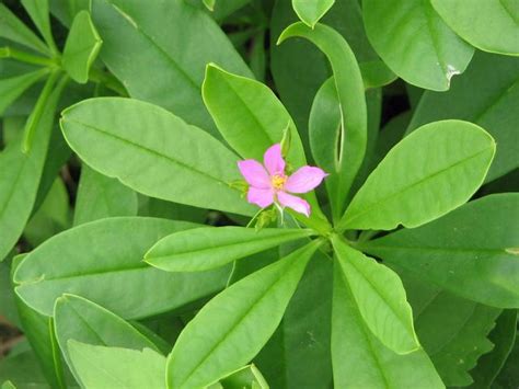 Health Benefits Of Waterleaf | Jiji Blog