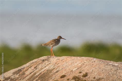 Redshank sitting on a rock in its natural breeding habitat, with soft ...