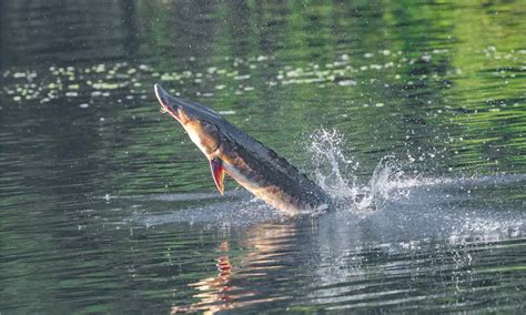 The 5 Weirdest Fish in the Mississippi River - AZ Animals