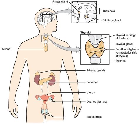 Animal Hormones | Organismal Biology