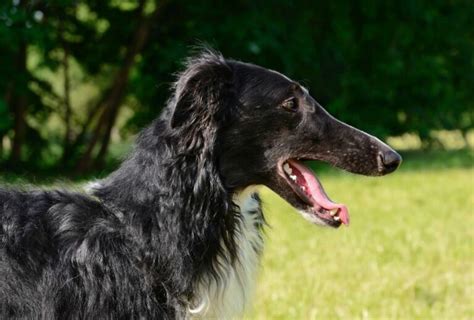 Borzoi Colors - National Borzoi Club