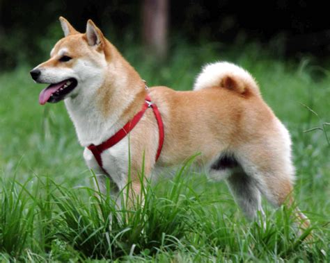 Shiba Inu Breed » Information, Pictures, & More