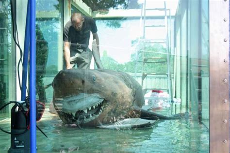 The Story of the Great White Shark Discovered at an Abandoned Zoo