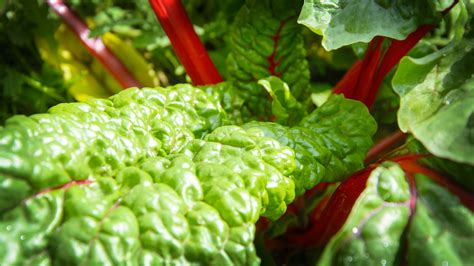 Swiss Chard - The Cooking Doc