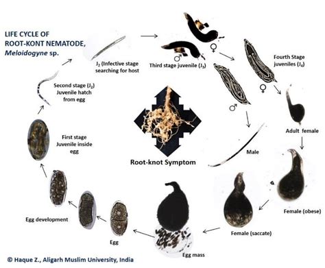 Complete life cycle of root-knot nematode [10] | Download Scientific Diagram