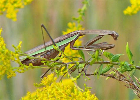 Genus Tenodera · iNaturalist Canada