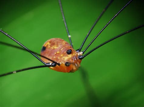 Conoce a los opiliones con EZSA Sanidad Ambiental.