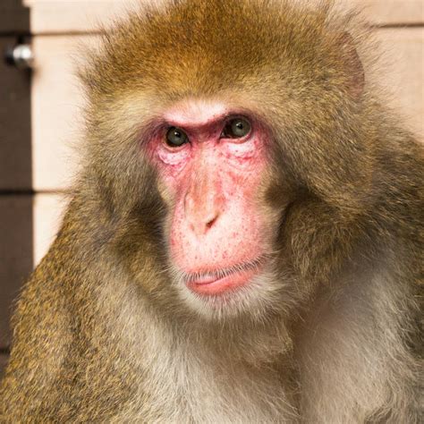 Japanese macaque facts and figures - AAP English