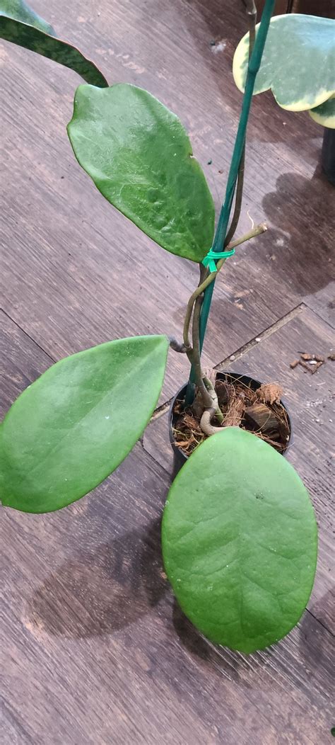 Hoya Excavata 4" Trellis | Plantstay | Gainesville Houseplant Shop