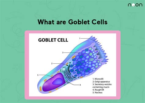 What are Goblet Cells? | Learn At Noon