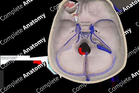 Tentorium Cerebelli | Complete Anatomy