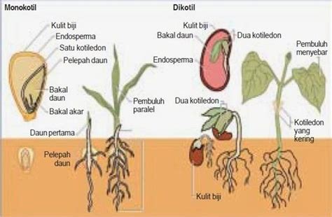 √ 8 Contoh Tumbuhan Dikotil & Monokotil Disekitar Kita | WebPintar