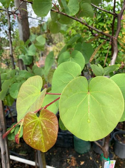 Judas Tree - Lakeside Plants & Nursery