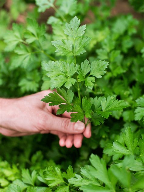 Parsley Companion Planting Guide – What and What NOT to Plant - Modern ...