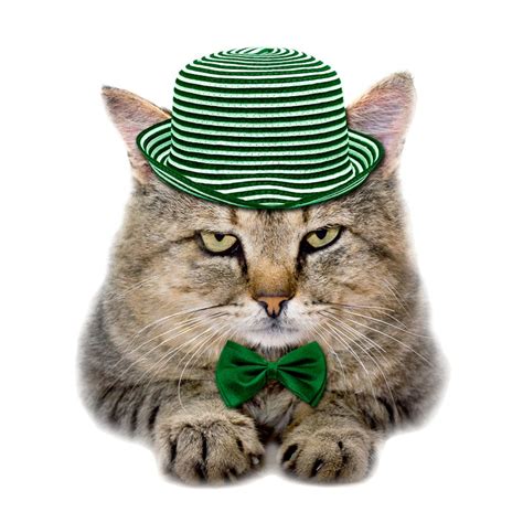 12 Best Irish Cat Names You'll Love I Discerning Cat