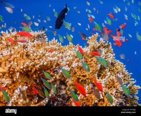 beautiful sealife while diving in the red sea on vacation in egypt ...