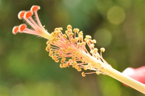 Hibiscus | Hibiscus flower | Marufish | Flickr
