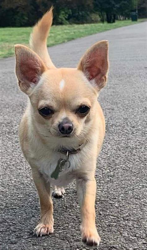 Chihuahua killed after attack by two XL bully dogs in…