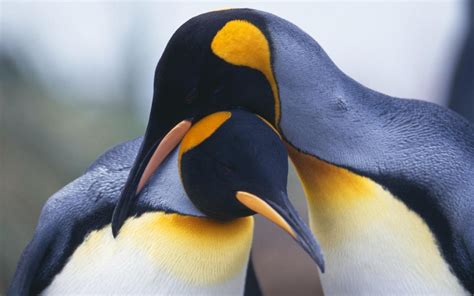 Download Bird Animal Penguin HD Wallpaper