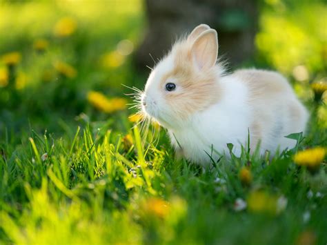 Download Tiny And Fluffy Baby Bunny Wallpaper | Wallpapers.com