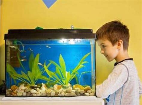 Best Fish Tanks for Kids 2020 - Get aquarium fish