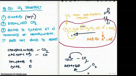 566 FA 12 : CO2 TRANSPORT, HALDANE AND BOHR EFFECT - YouTube