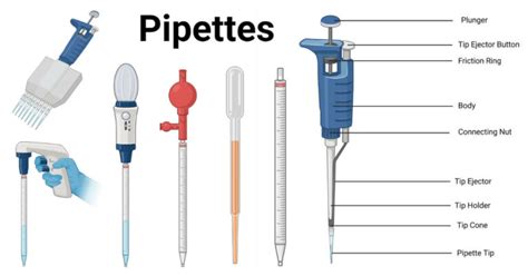 Pipette- Principle, Parts, Types, Procedure, Uses, Examples