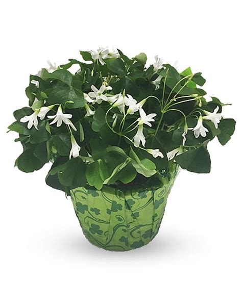 Shamrock Plant - Hoover-Fisher Florist, Kensington, Maryland