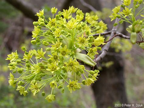 Acer platanoides (Norway Maple): Minnesota Wildflowers