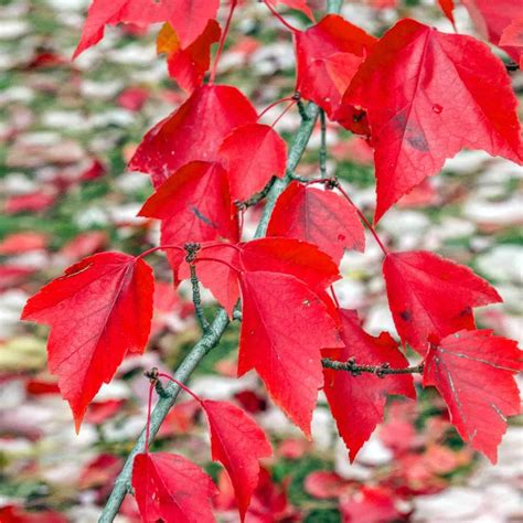 Red Sunset® Maple Trees for Sale | BrighterBlooms.com